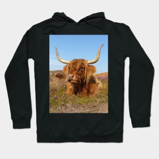 Highland Cow Hoodie